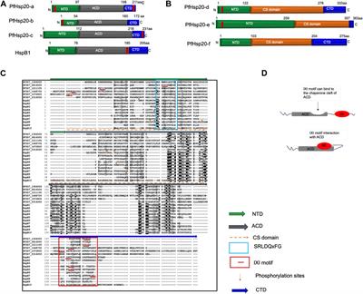 Small heat shock proteins as modulators of cell death in Plasmodium falciparum parasites and its human host